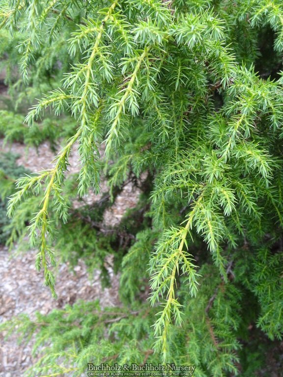 Juniperus pingii Ping Juniper