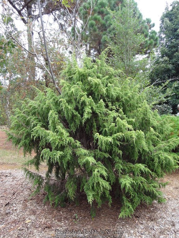 Juniperus pingii Ping Juniper
