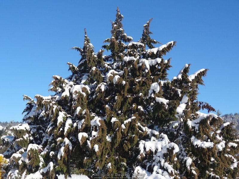 Juniperus pingii Ping Juniper