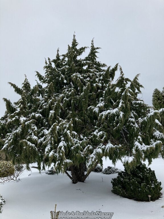 Juniperus pingii Ping Juniper