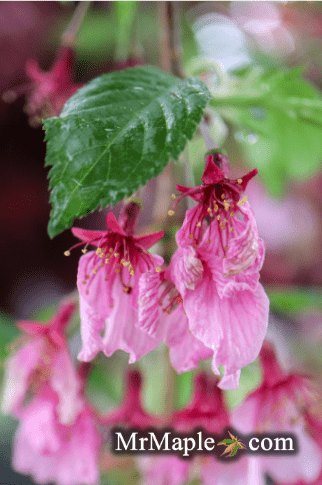 FOR PICK UP ONLY | Prunus 'Pink Cascade' Weeping Pink Flowering Cherry Tree | DOES NOT SHIP