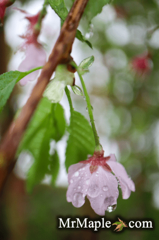 FOR PICK UP ONLY | Prunus 'Pink Cascade' Weeping Pink Flowering Cherry Tree | DOES NOT SHIP