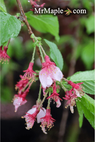 FOR PICK UP ONLY | Prunus 'Pink Cascade' Weeping Pink Flowering Cherry Tree | DOES NOT SHIP