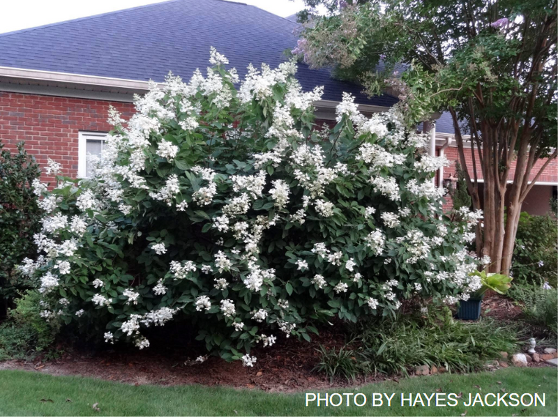 Hydrangea macrophylla 'Pink Diamond’ Mophead Hydrangea