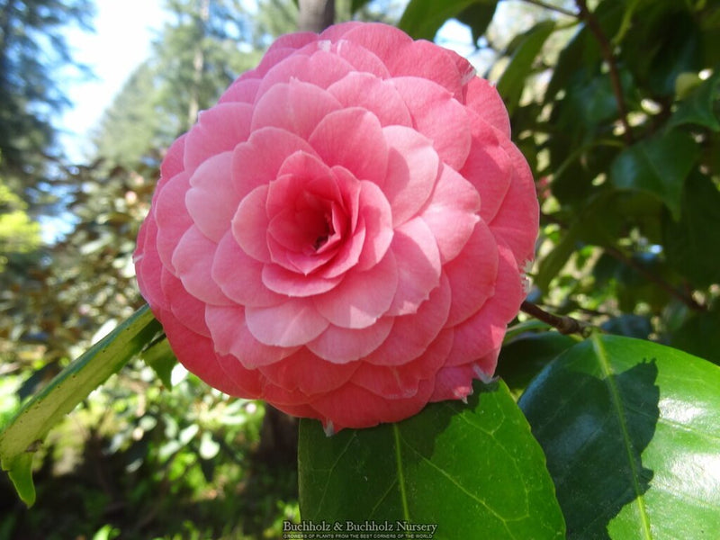 Camellia japonica 'Pink Perfection' Pink Flowering Camellia