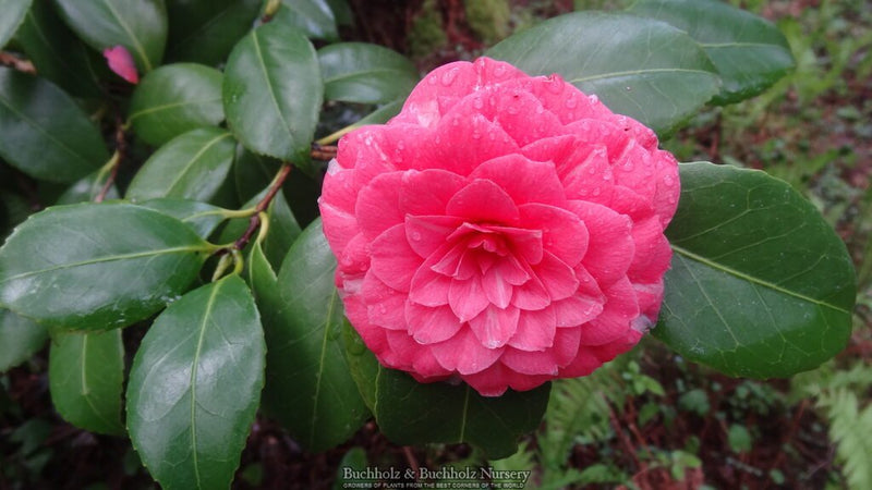 Camellia japonica 'Pink Perfection' Pink Flowering Camellia