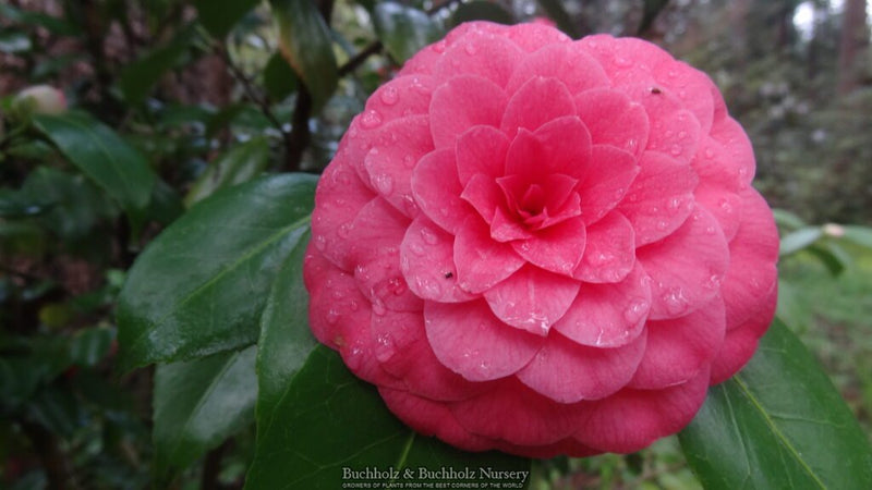Camellia japonica 'Pink Perfection' Pink Flowering Camellia