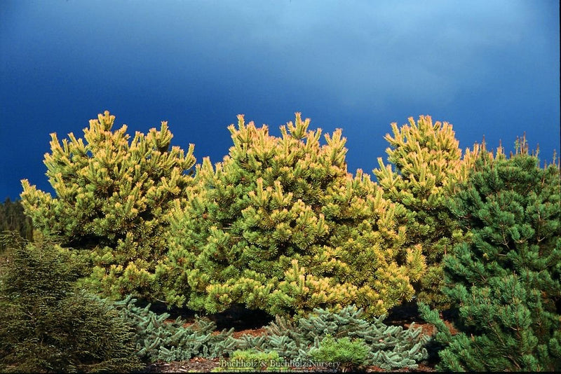 Pinus sylvestris 'Aurea' Golden Scots Pine