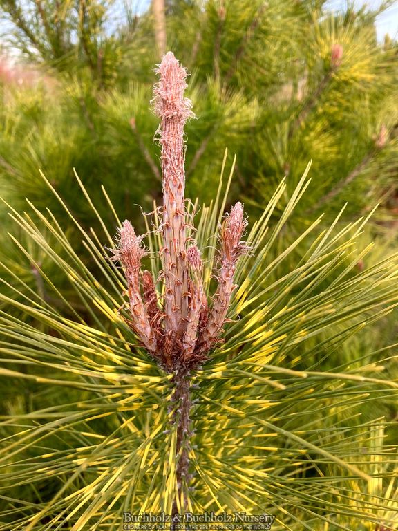 Pinus densiflora 'Pope' Variegated Japanese Red Pine Tree