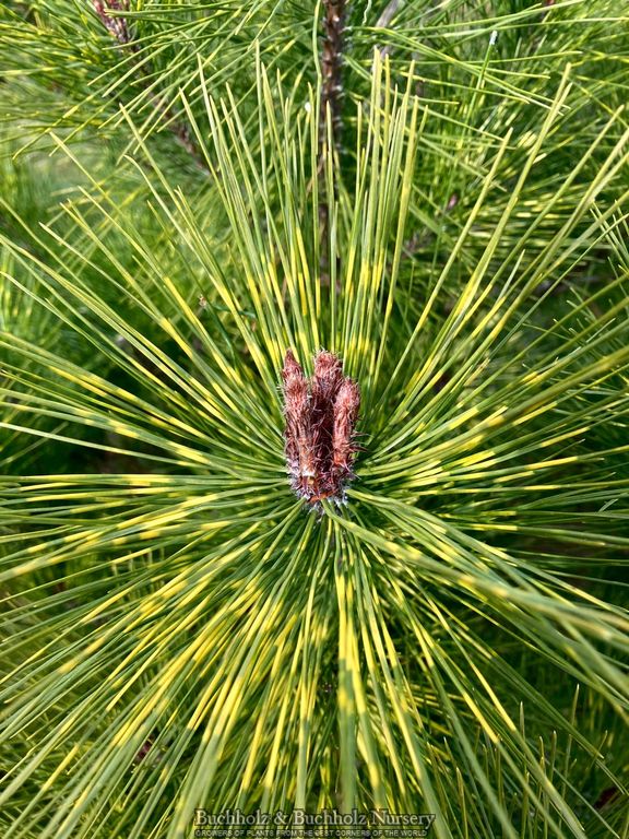 Pinus densiflora 'Pope' Variegated Japanese Red Pine Tree