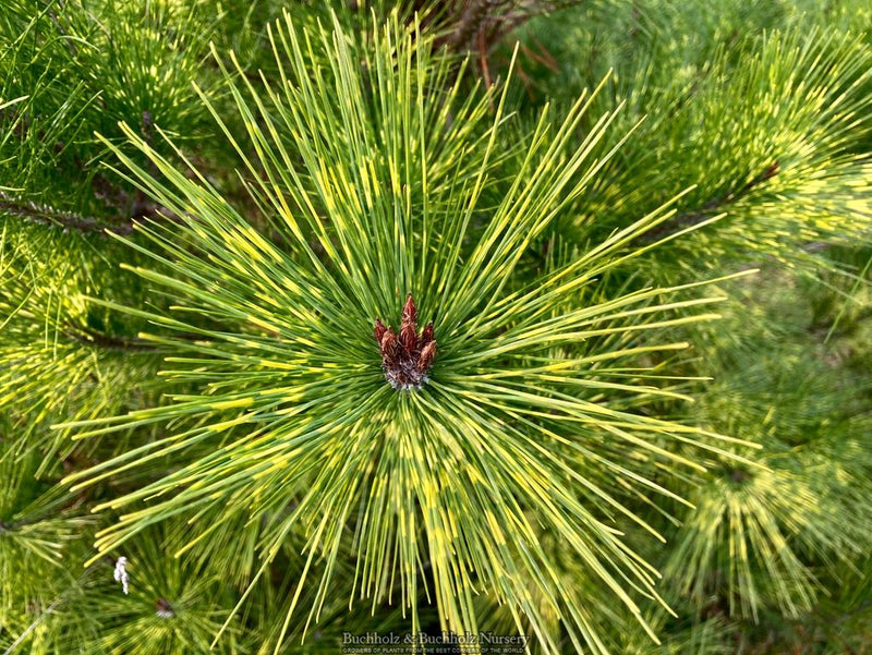 Pinus densiflora 'Pope' Variegated Japanese Red Pine Tree