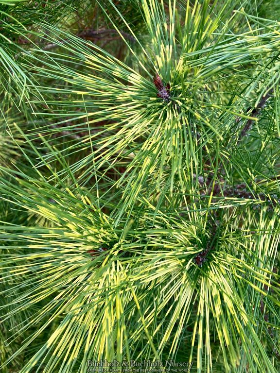 Pinus densiflora 'Pope' Variegated Japanese Red Pine Tree