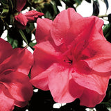 Rhododendrons