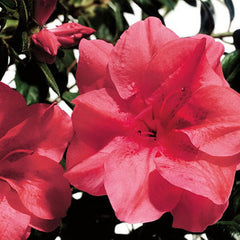 Rhododendrons