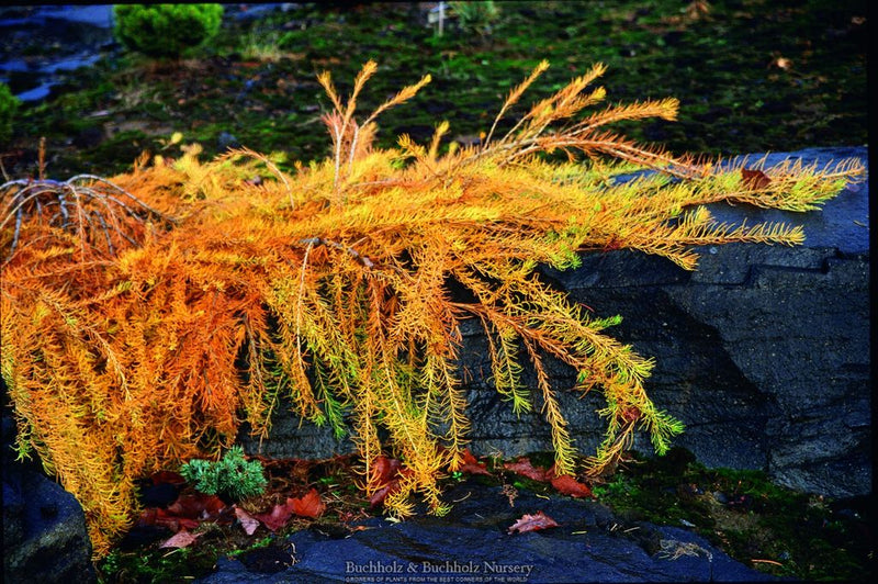 Larix decidua 'Puli' Rare European Larch