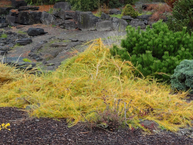 Larix decidua 'Puli' Rare European Larch