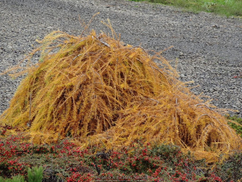Larix decidua 'Puli' Rare European Larch