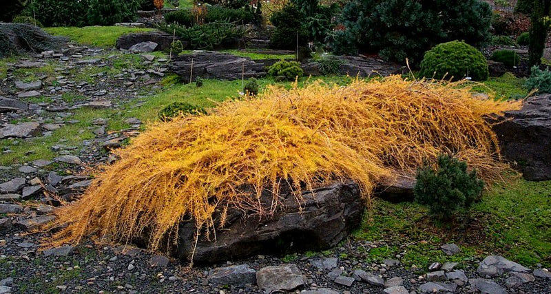 Larix decidua 'Puli' Rare European Larch