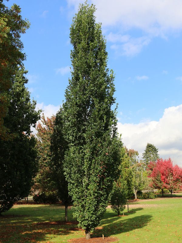 Quercus robur x bicolor 'Skinny Genes®' Hybrid Oak