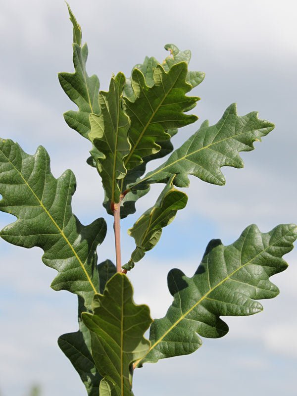 Quercus robur x bicolor 'Skinny Genes®' Hybrid Oak