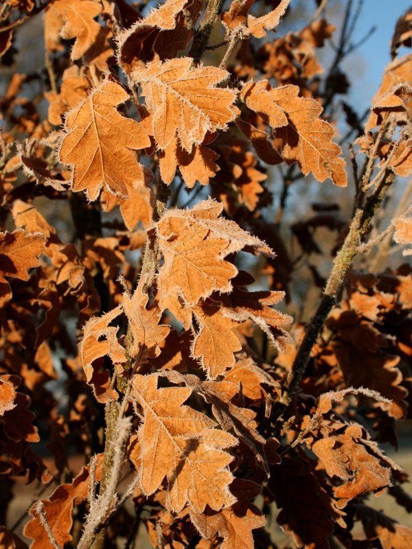 Quercus robur x bicolor 'Skinny Genes®' Hybrid Oak