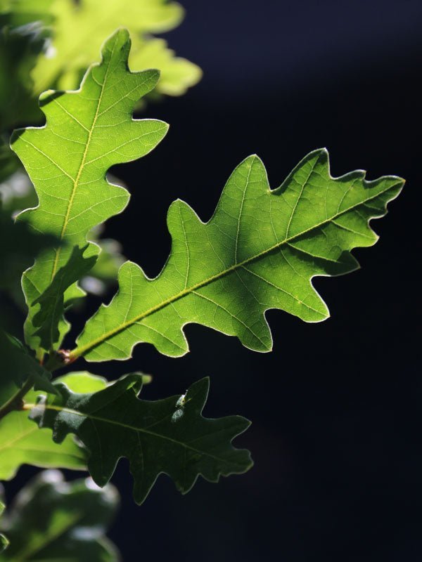 Quercus robur x bicolor 'Skinny Genes®' Hybrid Oak