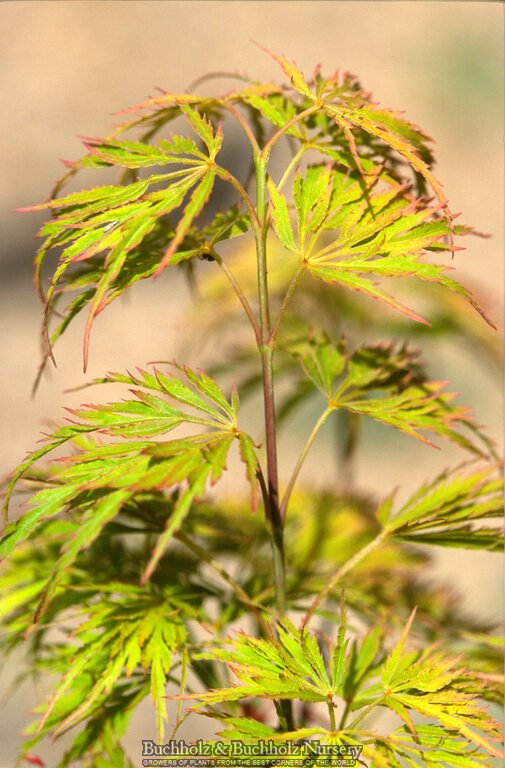 Acer palmatum 'Red Autumn Lace' Japanese Maple