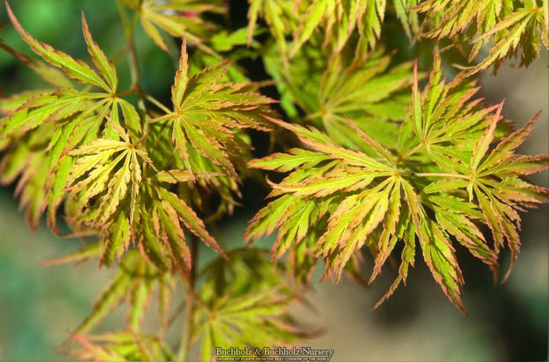 Acer palmatum 'Red Autumn Lace' Japanese Maple