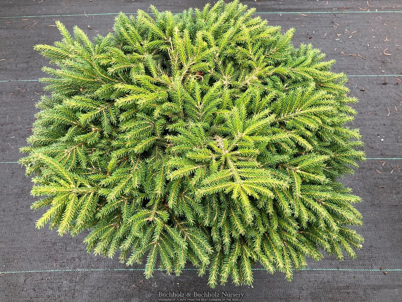 Picea orientalis 'Riptide' Oriental Spruce