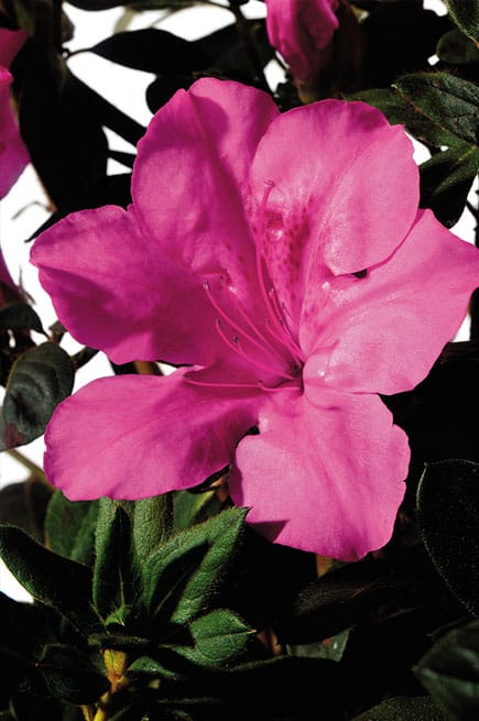 Azalea 'Autumn Sangria®' Encore Azalea