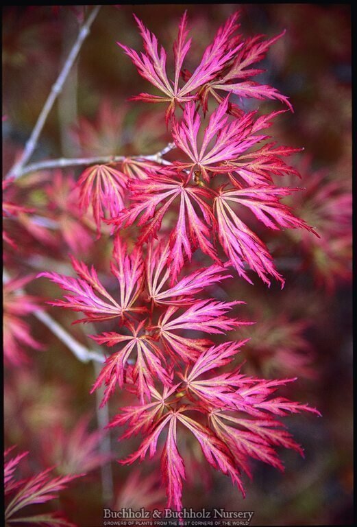 Acer shirasawanum 'Sensai' Japanese Maple