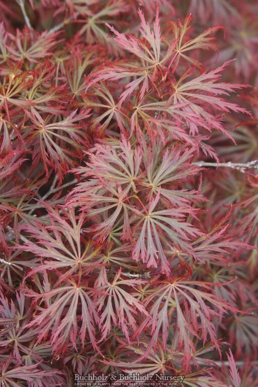 Acer shirasawanum 'Sensai' Japanese Maple