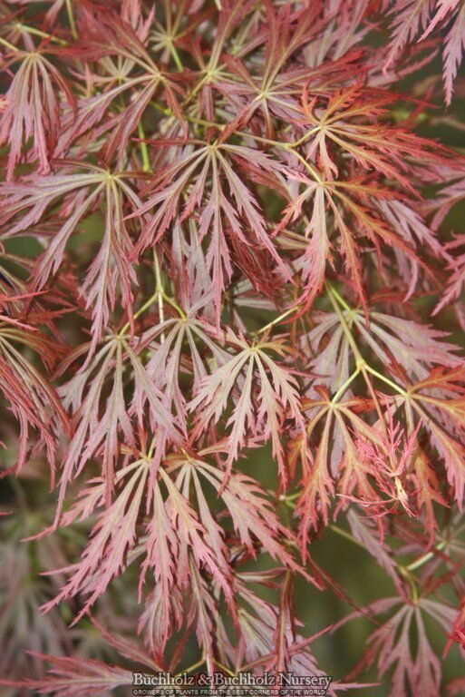 Acer shirasawanum 'Sensai' Japanese Maple