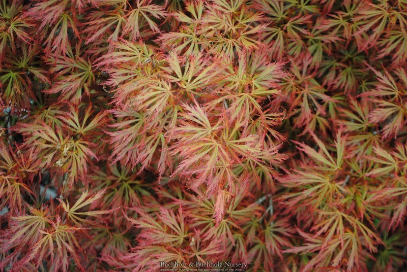 Acer shirasawanum 'Sensai' Japanese Maple