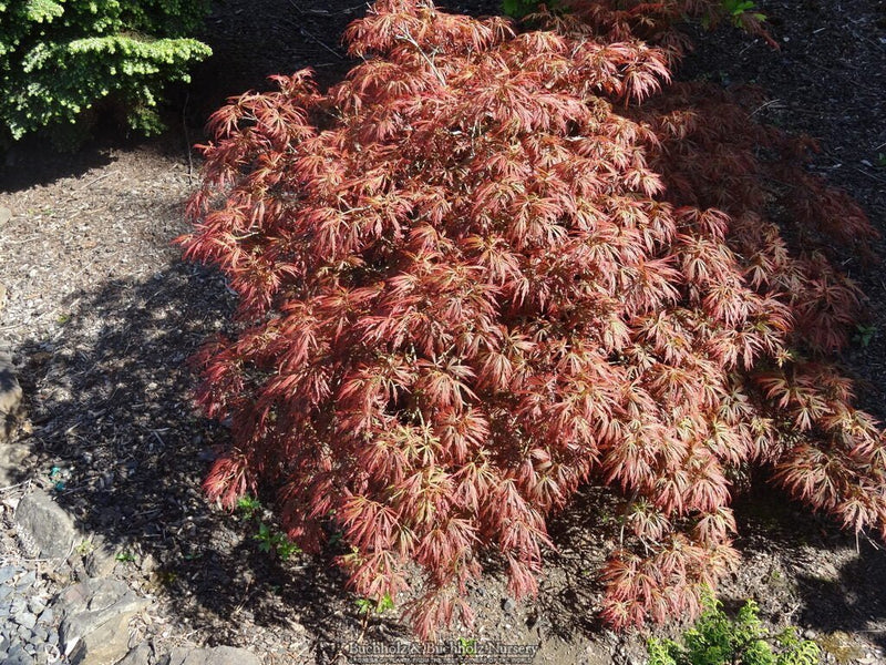 Acer shirasawanum 'Sensai' Japanese Maple