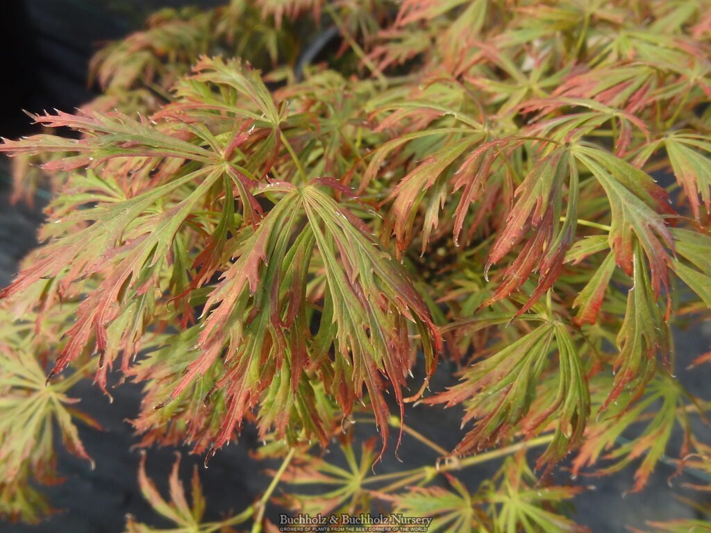 Buy Acer shirasawanum 'Sensai' Japanese Maple — Mr Maple │ Buy