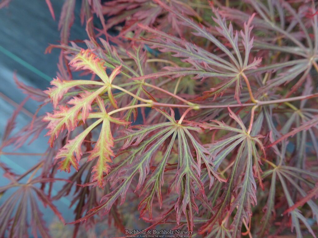 Buy Acer shirasawanum 'Sensai' Japanese Maple — Mr Maple │ Buy