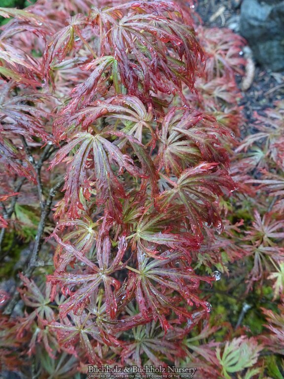 mapleさま専用 Buy Acer shirasawanum 'Sensai' Japanese Maple — Mr Maple │ Buy