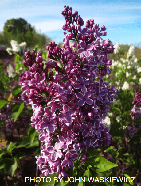 Syringa vulgaris ‘Sensation' Lilac Tree