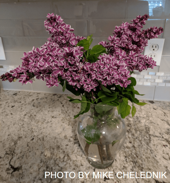 Syringa vulgaris ‘Sensation' Lilac Tree