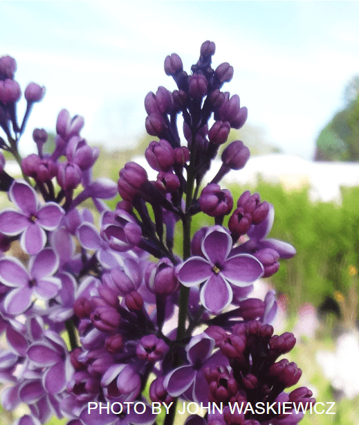 Syringa vulgaris ‘Sensation' Lilac Tree