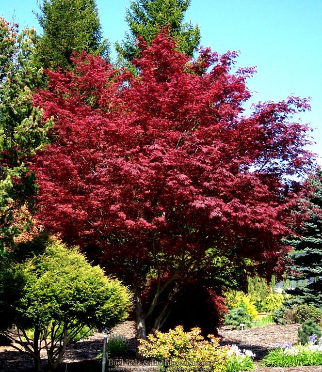 Acer palmatum 'Sherwood Flame' Dwarf Japanese Maple