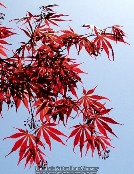 Acer palmatum 'Sherwood Flame' Dwarf Japanese Maple