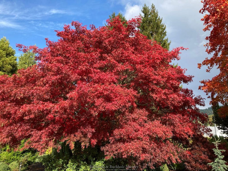 Acer palmatum 'Sherwood Flame' Dwarf Japanese Maple
