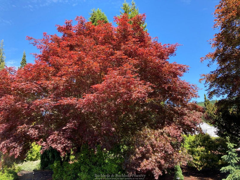 Acer palmatum 'Sherwood Flame' Dwarf Japanese Maple