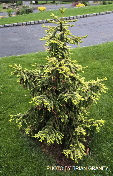 Picea orientalis 'Skylands' Golden Oriental Spruce