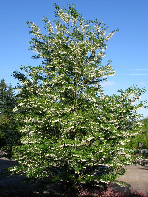 PICKUP ONLY| Styrax japonicus 'SnowCone' White Flowering Japanese Snowbell | DOES NOT SHIP
