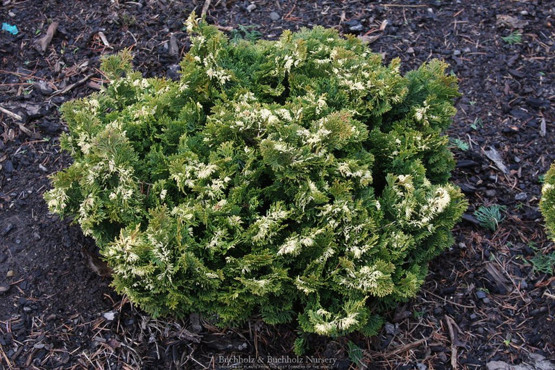 Chamaecyparis obtusa 'Snowkist' Dwarf Hinoki Cypress