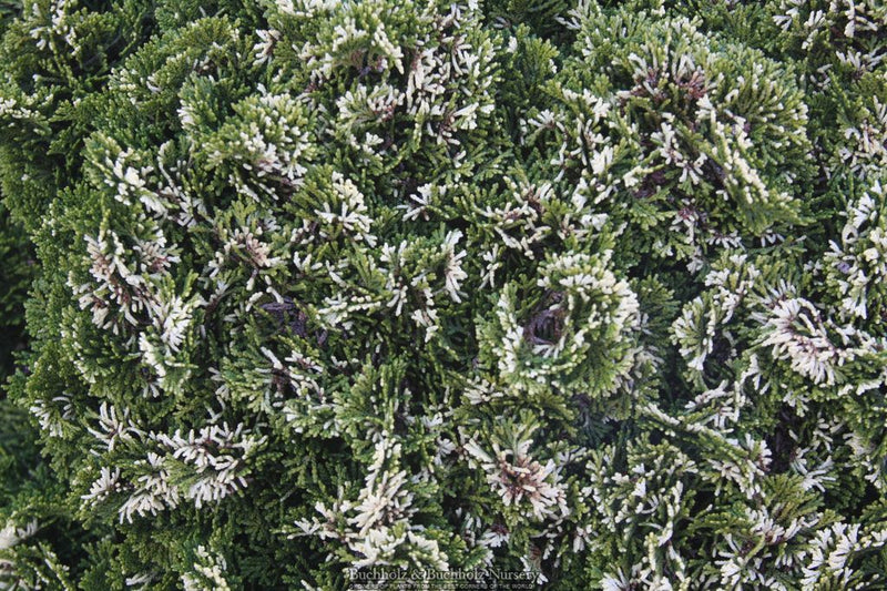 Chamaecyparis obtusa 'Snowkist' Dwarf Hinoki Cypress