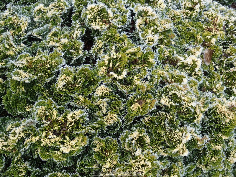 Chamaecyparis obtusa 'Snowkist' Dwarf Hinoki Cypress